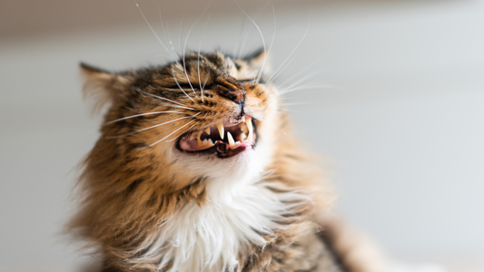 Navigating Your Indoor Cat's Sensory Journey