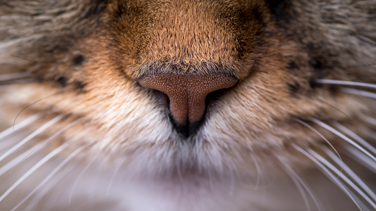 Scent Secrets: About a Cat's Sense of Smell